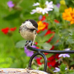 Bird foraging garden
