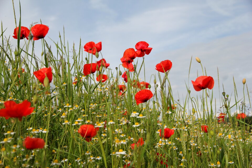 Summer meadow klatschmohn