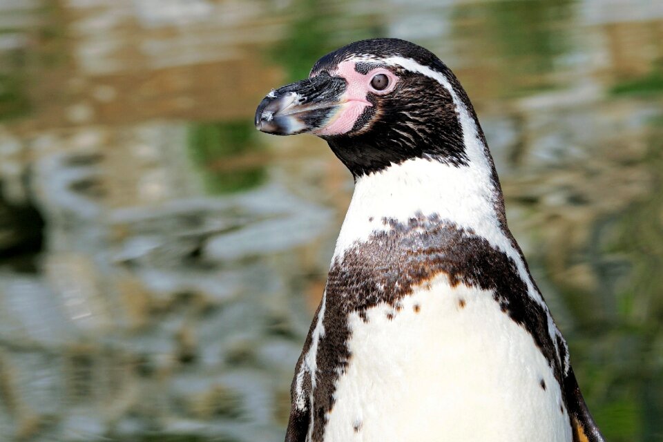 Animal world water bird water