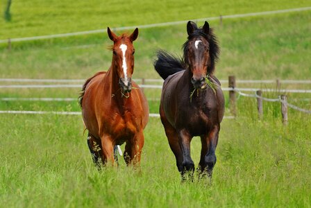 Stallion eat paddock