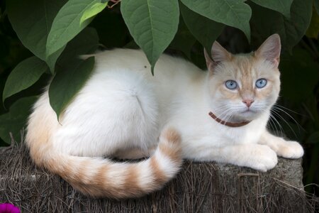 Cat cat eyes blue photo
