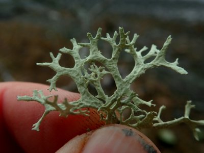 Evernia prunastri 113418217