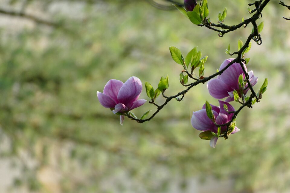 Spring tree coming