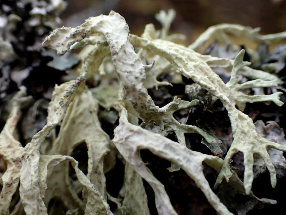 Evernia prunastri 120158496