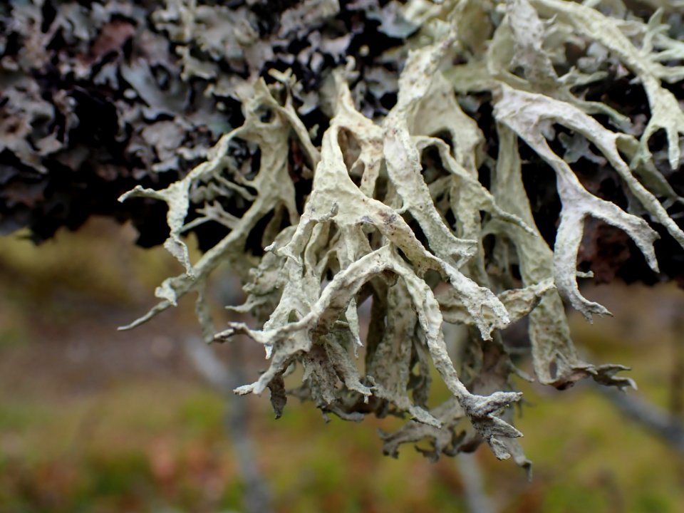 Evernia prunastri 120158485