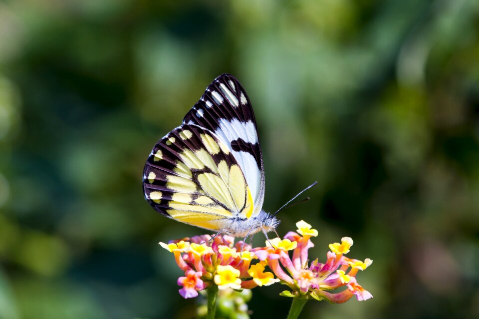 Africa colorful green butterfly