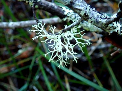 Evernia prunastri 106522307