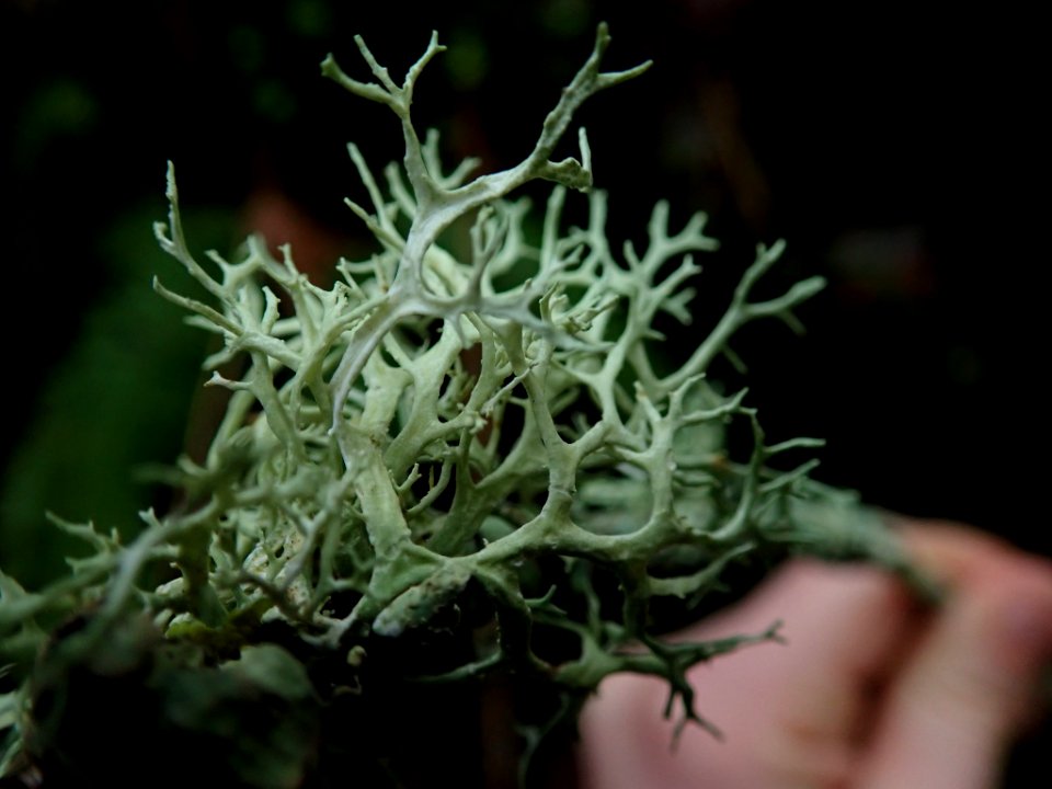 Evernia prunastri 109593982