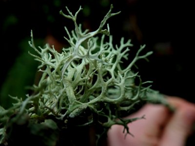 Evernia prunastri 109593982
