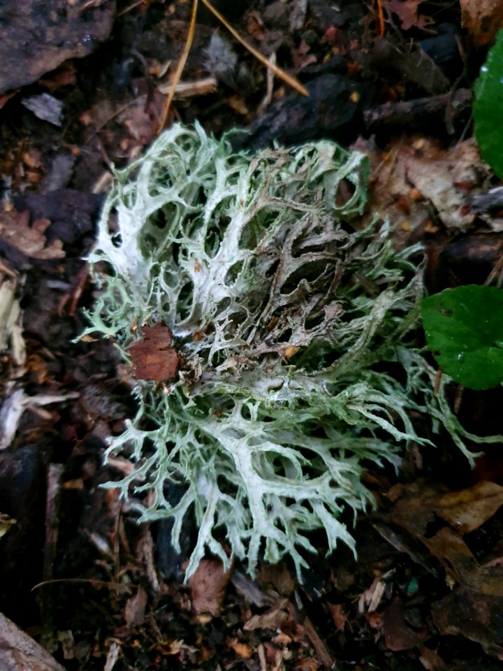 Evernia prunastri 93233013