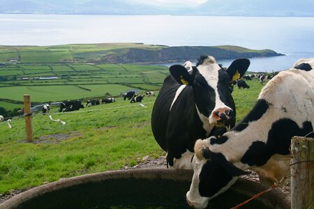 Ireland farm bay photo