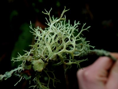 Evernia prunastri 109593971