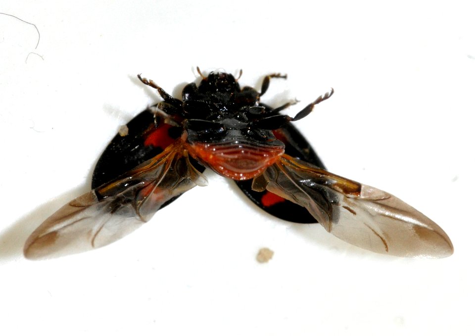 Exochomus-quadripustulatus-10-fws