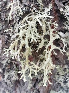 Evernia prunastri 116605375