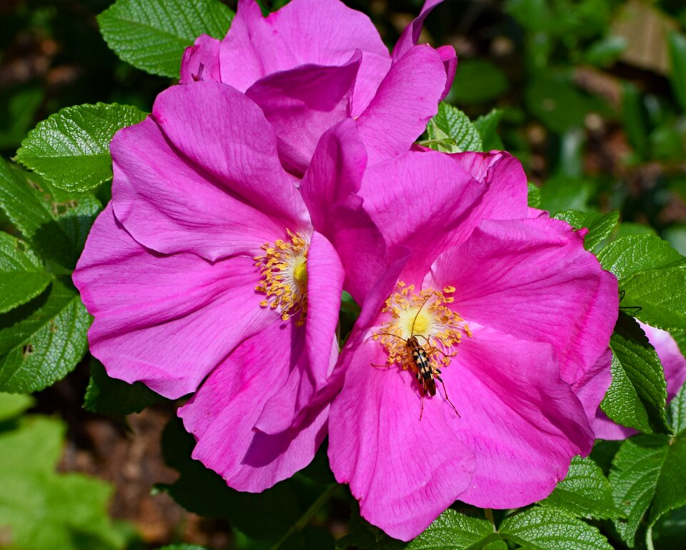 Animal fauna rugosa rose