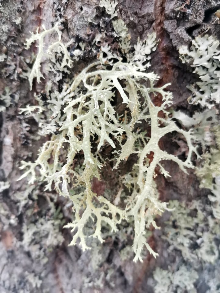 Evernia prunastri 116605433