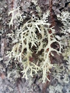 Evernia prunastri 116605433