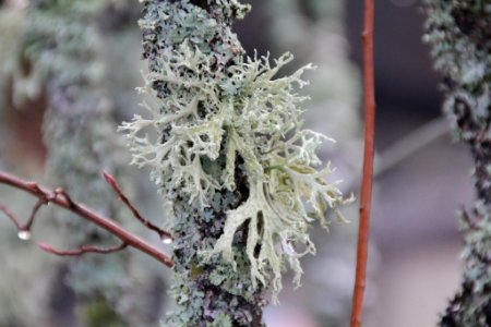 Evernia prunastri 105893946
