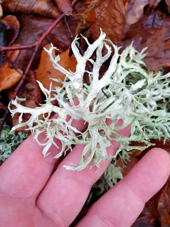 Evernia prunastri 105577922