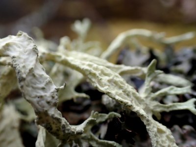 Evernia prunastri 120158511