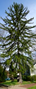 Evergreen tree in New Providence NJ