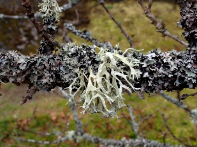 Evernia prunastri 120158469