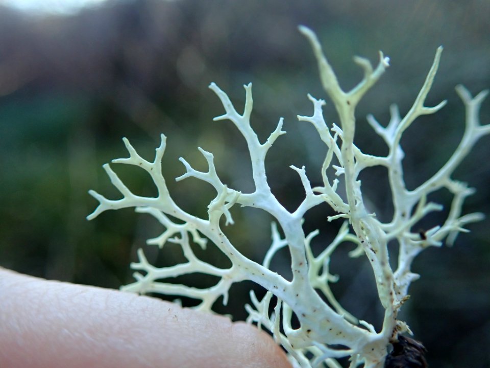 Evernia prunastri 106522334