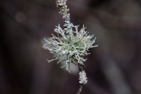 Evernia prunastri 105591829