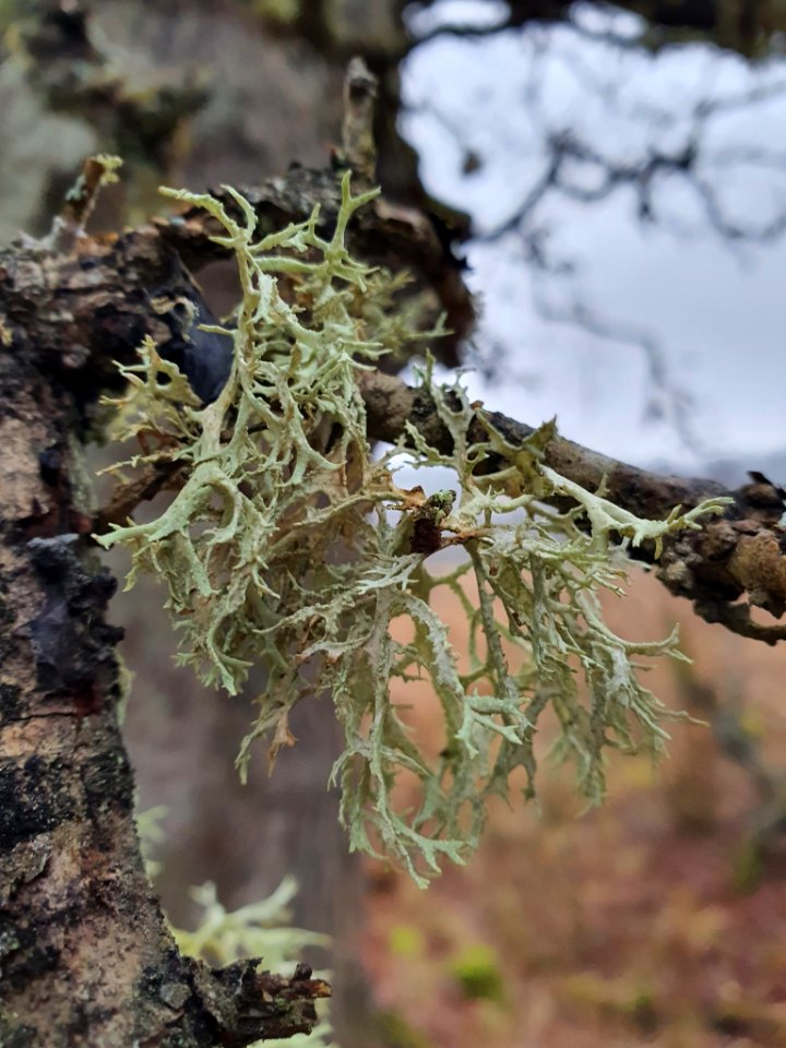 Evernia prunastri 107061709