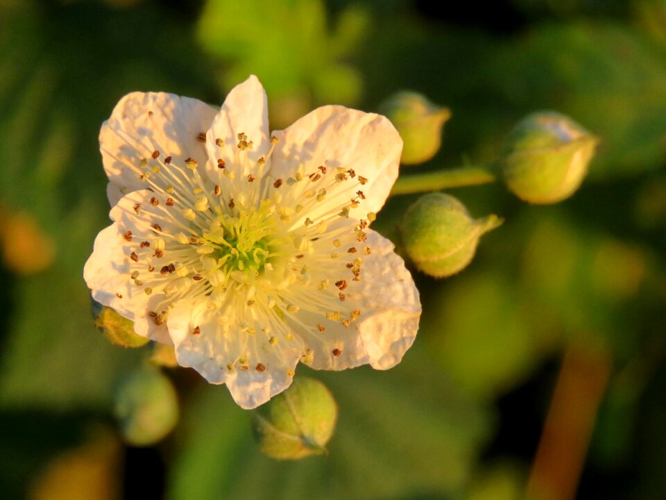 White roses evening light