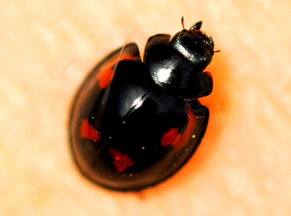 Exochomus-quadripustulatus-05-fws