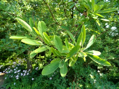 Exochorda giraldii - Botanischer Garten, Frankfurt am Main - DSC03315