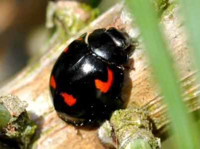 Exochomus-quadripustulatus-03-fws