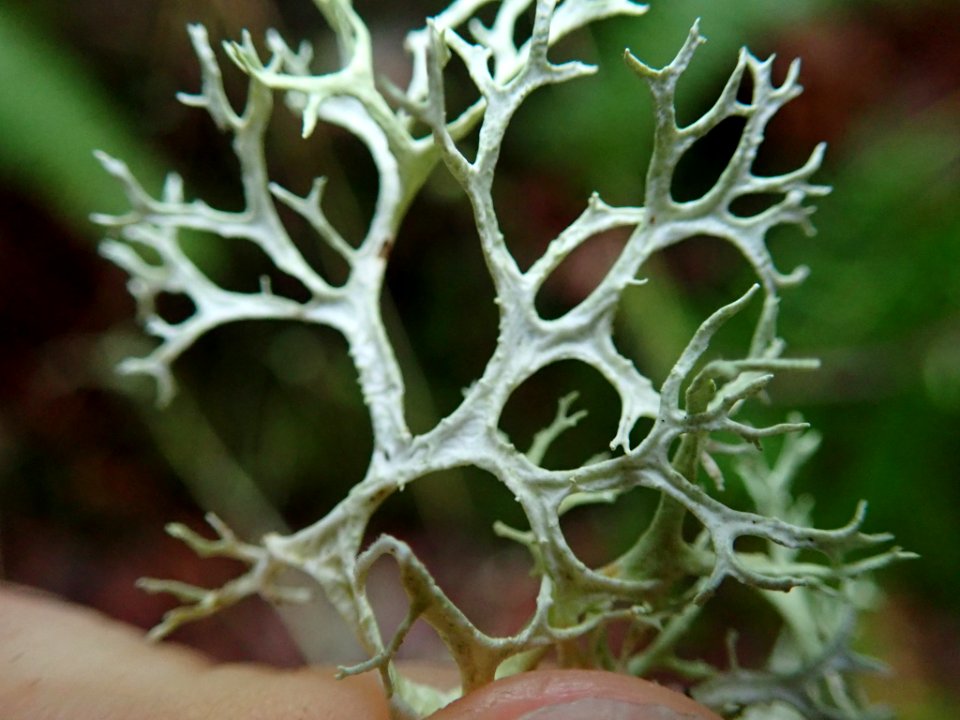 Evernia prunastri 109593989
