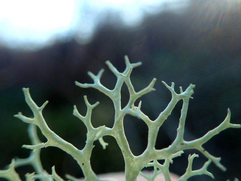 Evernia prunastri 106522323