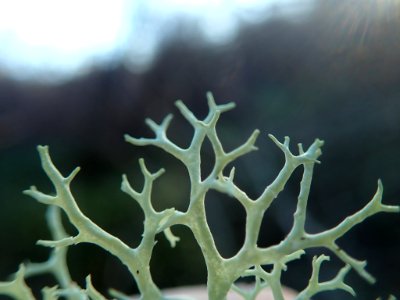 Evernia prunastri 106522323