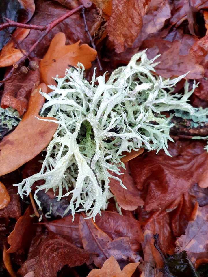 Evernia prunastri 105577910