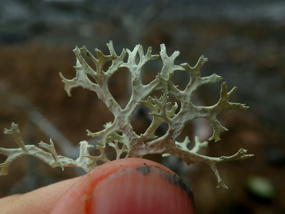 Evernia prunastri 113418228