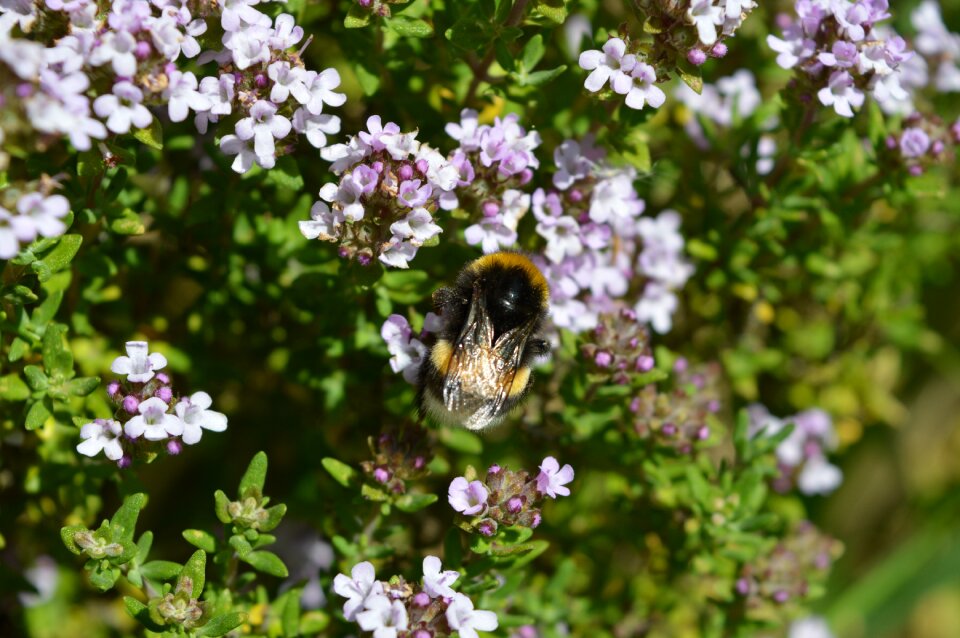 Nature insect plants