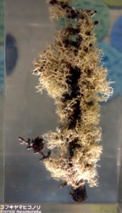Evernia mesomorpha - National Museum of Nature and Science, Tokyo - DSC07582
