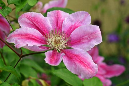 Climber plant flower plant photo