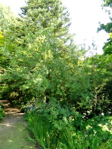 Exochorda giraldii - Botanischer Garten, Frankfurt am Main - DSC03314