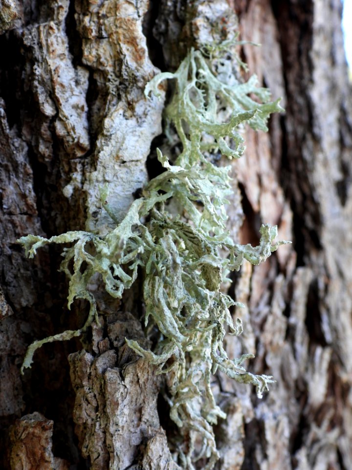 Evernia prunastri 93980733
