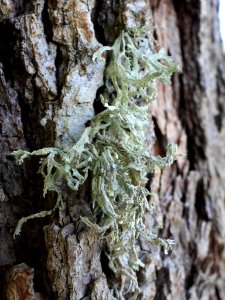 Evernia prunastri 93980733