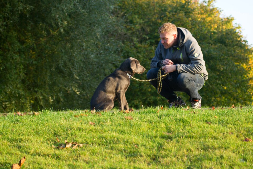 Friendship canine green friendship