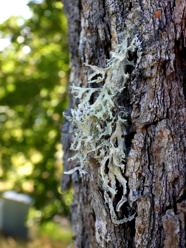 Evernia prunastri 93980765