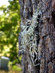 Evernia prunastri 93980765 photo