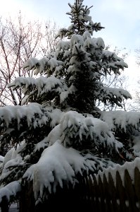 Evergreen tree covered in snow with fence in NJ photo