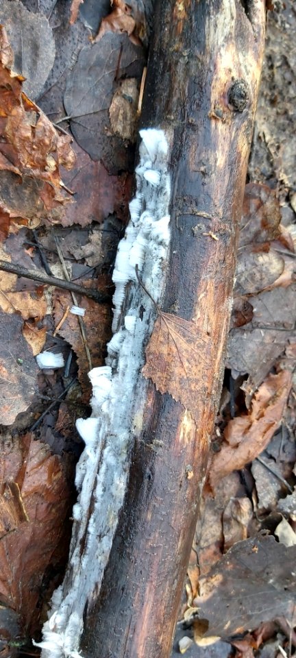 Exidiopsis effusa 61885306