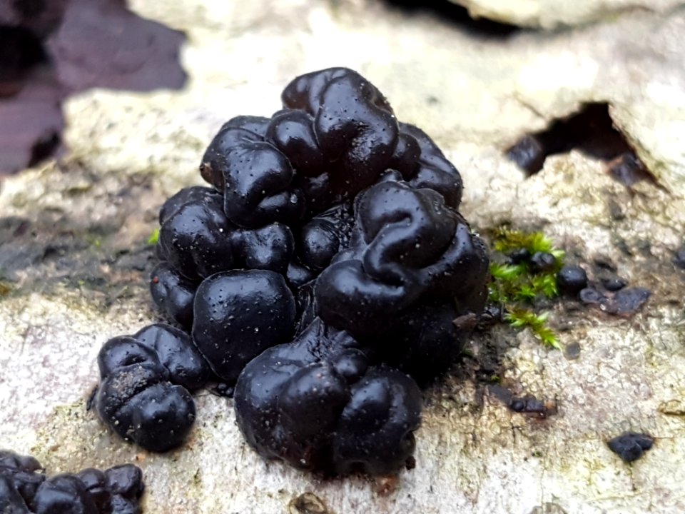 Exidia glandulosa 56448903
